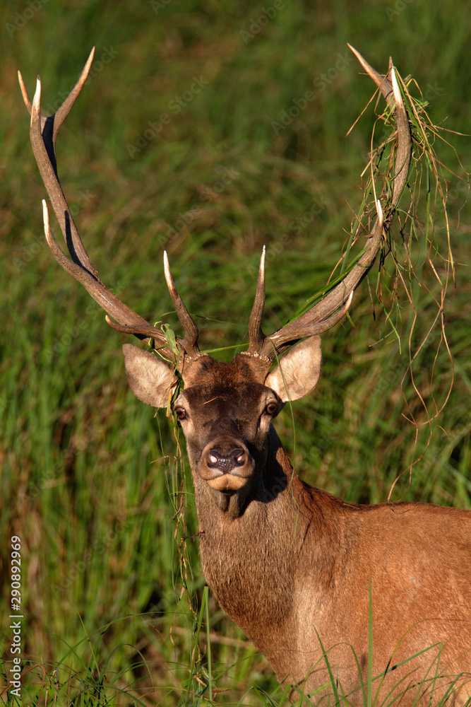 Naklejka premium Deer rut in Kopacki rit, Croatia