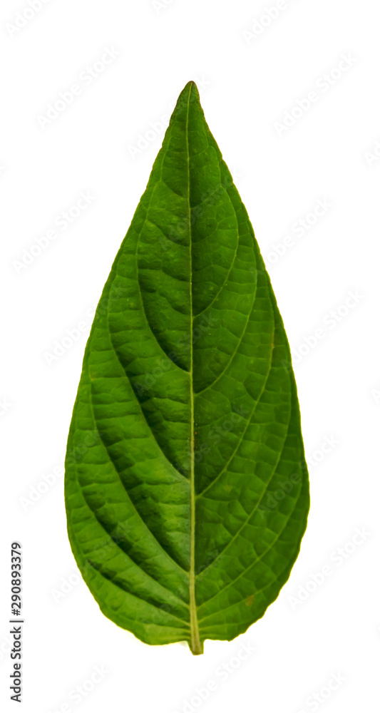 Obraz premium Leaves in the garden on white background.