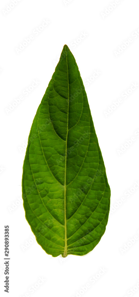 Obraz premium Leaves in the garden on white background.