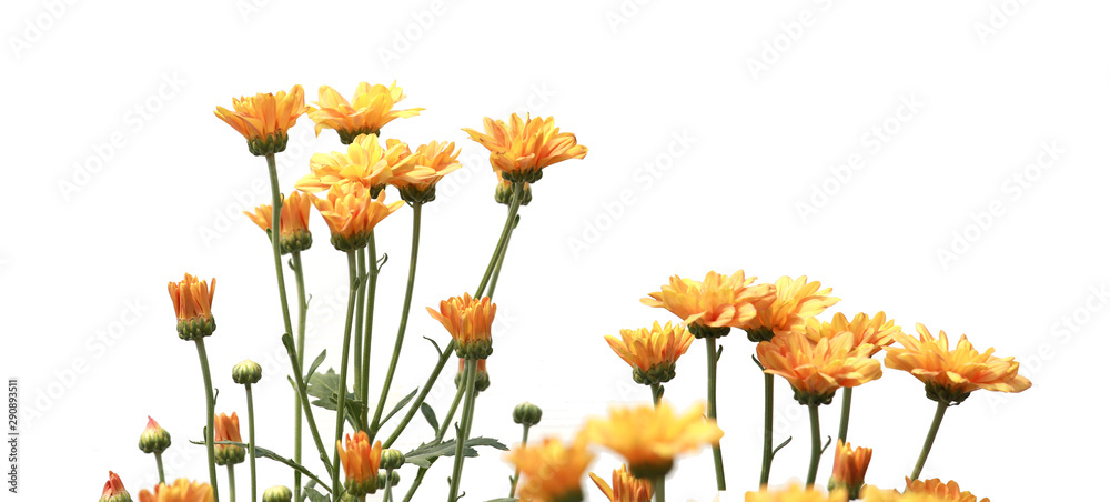 Obraz premium Many beautiful sweet color of chrysanthemum flower in field on white background
