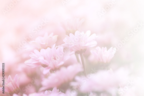 Many beautiful sweet color of chrysanthemum flower in field.