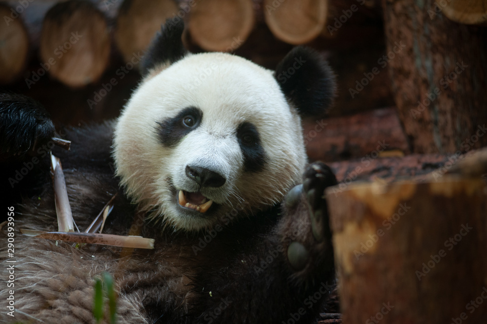 Obraz premium Cute panda bear portrait