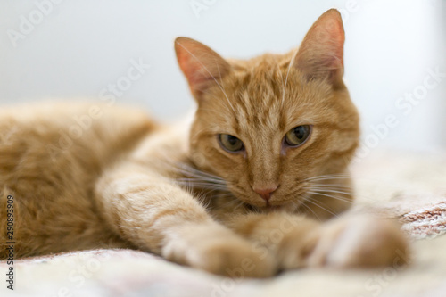 Red cat lying on a light blanket.