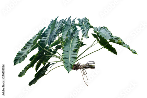 jungle plant isolated include clipping path on white background