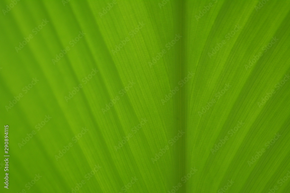 soft focus green leaf texture abstract spring ,ecology ,enviroment background soft focus green leaf texture abstract spring ,ecology ,enviroment background