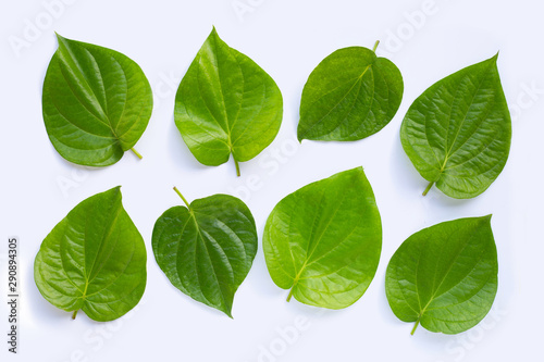 Green betel leaves, Fresh piper betle on white background.