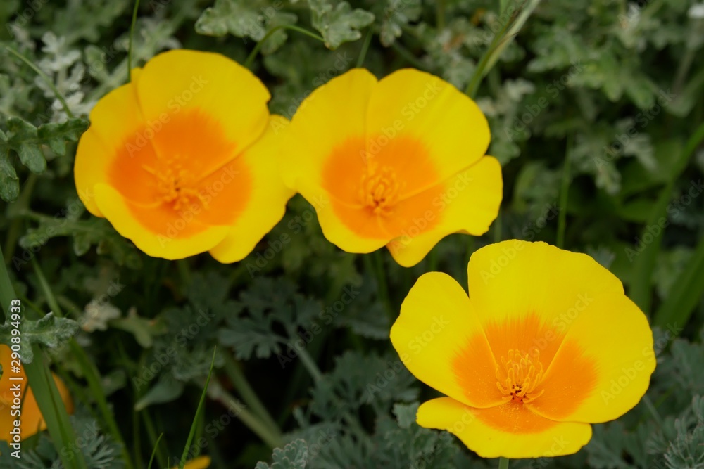 California poppy blooming in the garden California poppy blooming in the garden