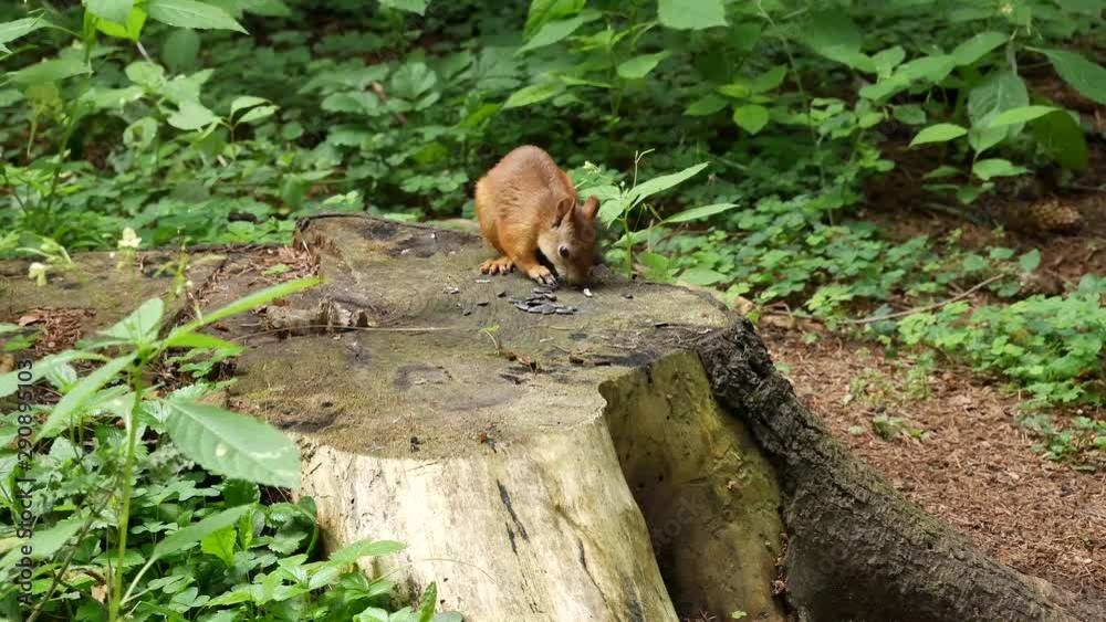  The squirrel found seeds on a stump.