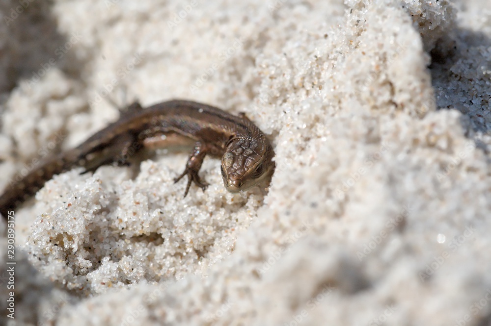 little agile lizard basking in the spring sun on the clear warm sand of the beach little agile lizard basking in the spring sun on the clear warm sand of the beach