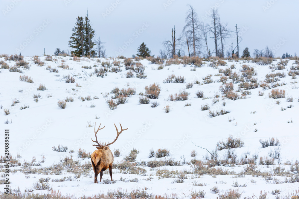 Elk or wapiti (Cervus canadensis), Yellowstone National Park, Wyoming, USA, America Elk or wapiti (Cervus canadensis), Yellowstone National Park, Wyoming, USA, America
