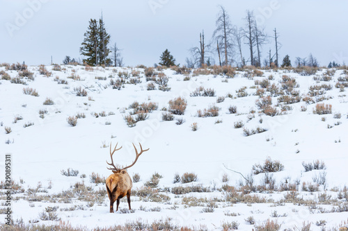 Elk or wapiti  Cervus canadensis   Yellowstone National Park  Wyoming  USA  America