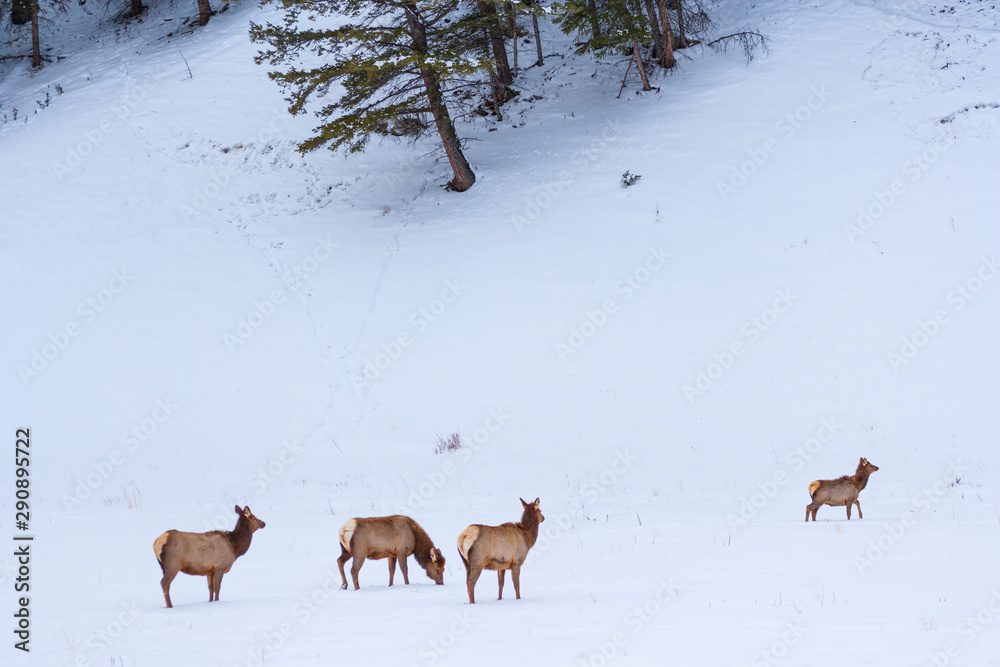 Elk or wapiti (Cervus canadensis), Yellowstone National Park, Wyoming, USA, America Elk or wapiti (Cervus canadensis), Yellowstone National Park, Wyoming, USA, America