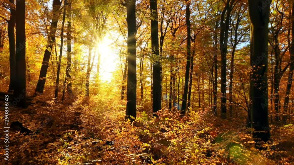 The sun casts beautiful rays into the autumn forest The sun casts beautiful rays into the autumn forest