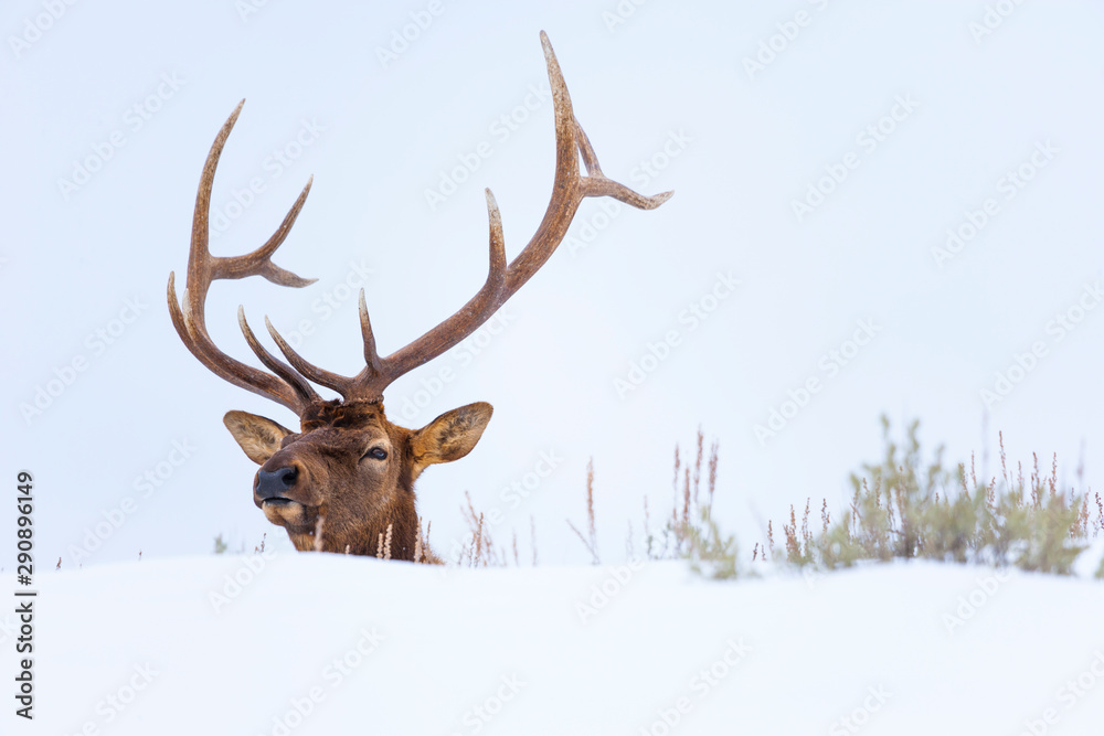 Elk or wapiti (Cervus canadensis), Yellowstone National Park, Wyoming, USA, America Elk or wapiti (Cervus canadensis), Yellowstone National Park, Wyoming, USA, America