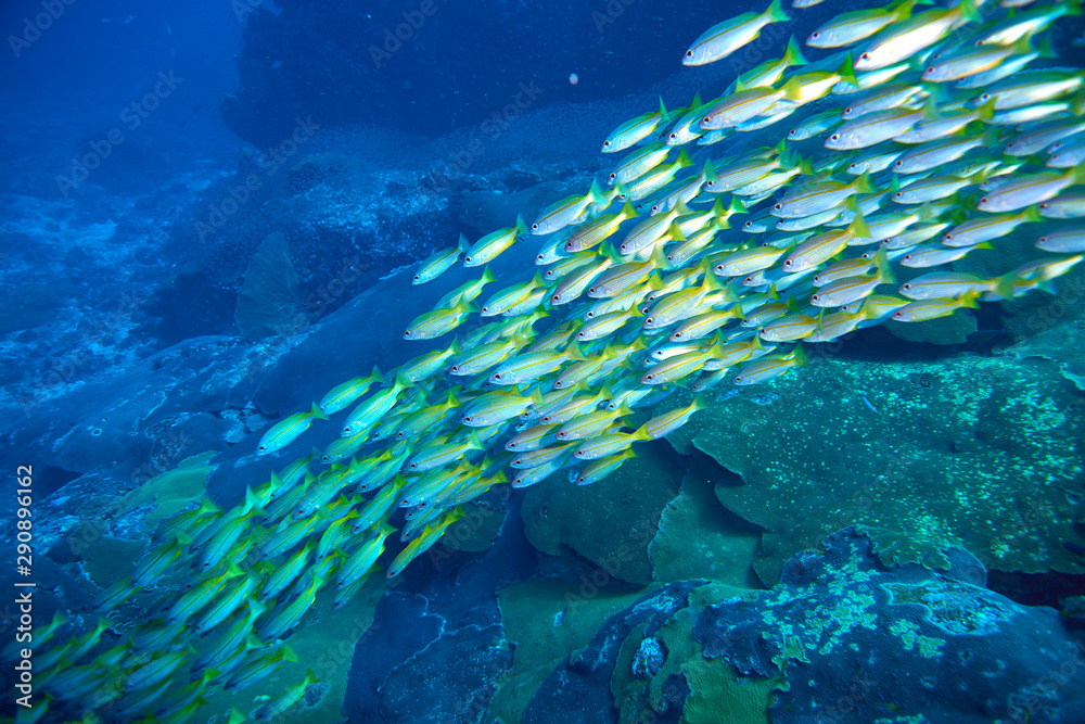 Fototapeta premium Bigeye Snapper