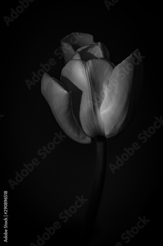 white spring tulip flower with green leaves on dark background