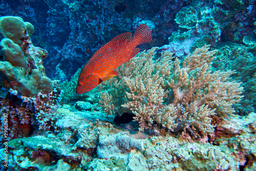 Coral Grouper
