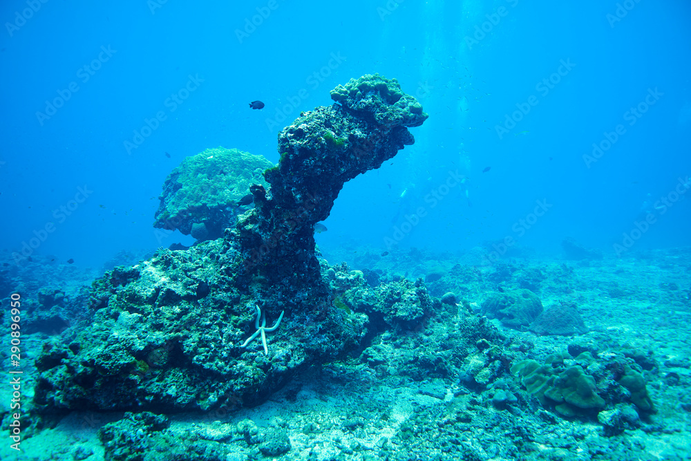 Fish on underwater coral reef