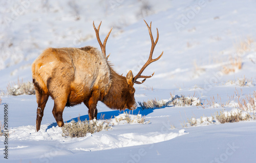 Elk or wapiti (Cervus canadensis), Yellowstone National Park, Wyoming, USA, America photo