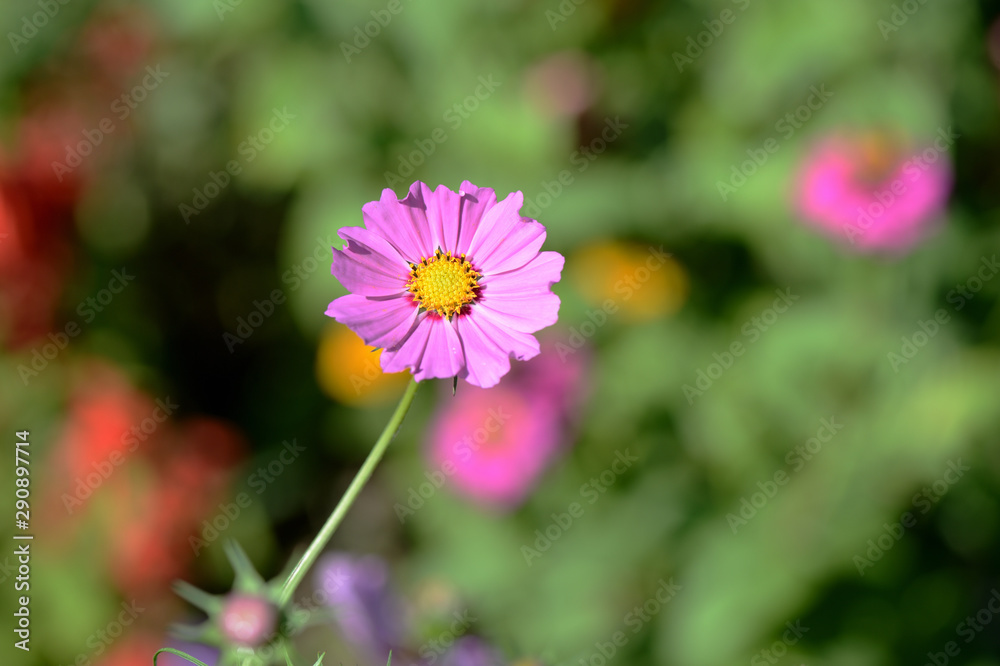 Fototapeta premium Cosmos beautiful flower in the garden lit by bright summer sun close-up
