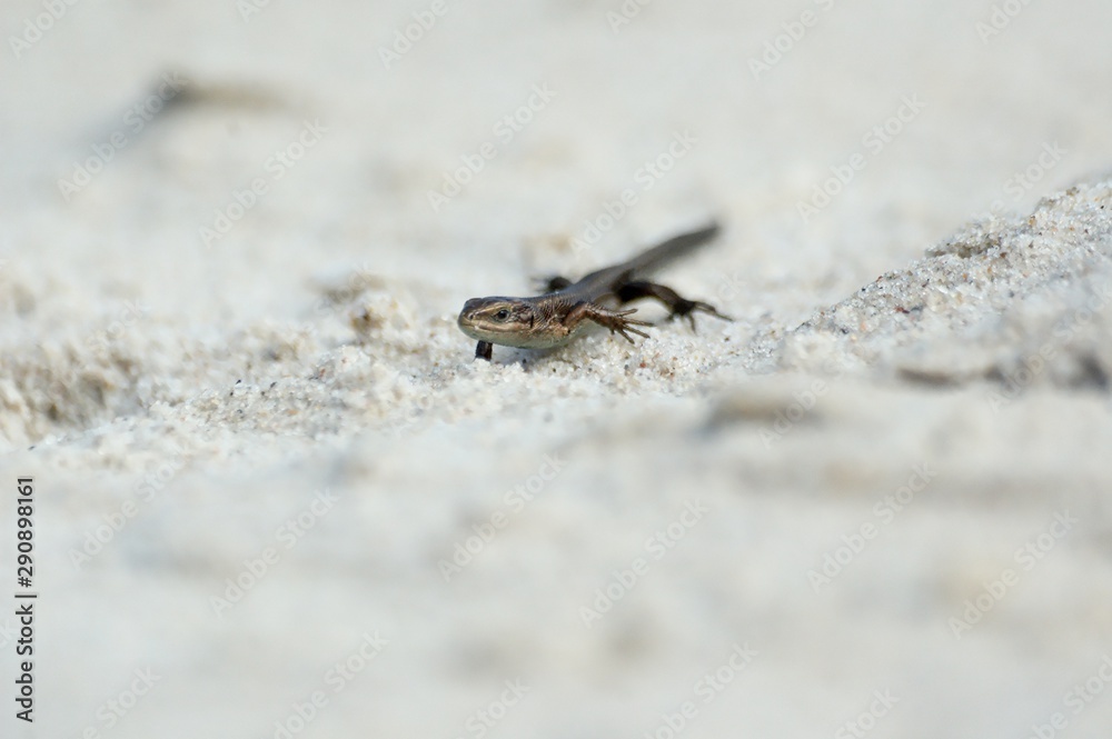 little agile lizard basking in the spring sun on the clear warm sand of the beach little agile lizard basking in the spring sun on the clear warm sand of the beach