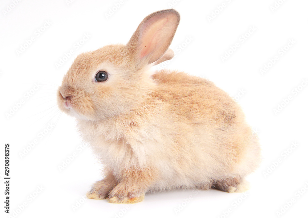 Baby adorable rabbit on white background. Young cute bunny in many action and color. Lovely pet with fluffy hair. Easter brown little baby rabbit.