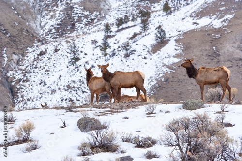 Elk or wapiti (Cervus canadensis), Yellowstone National Park, Wyoming, USA, America photo