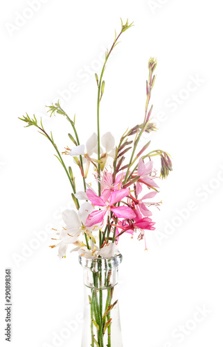 gaura in studio