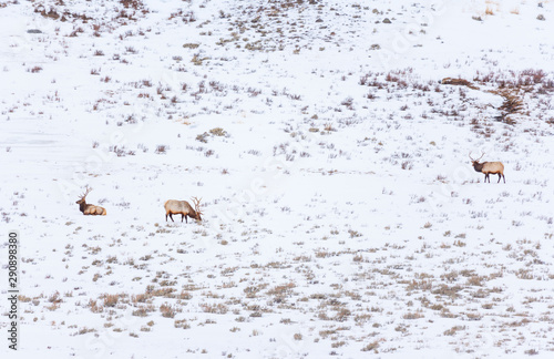 Elk or wapiti (Cervus canadensis), Yellowstone National Park, Wyoming, USA, America photo