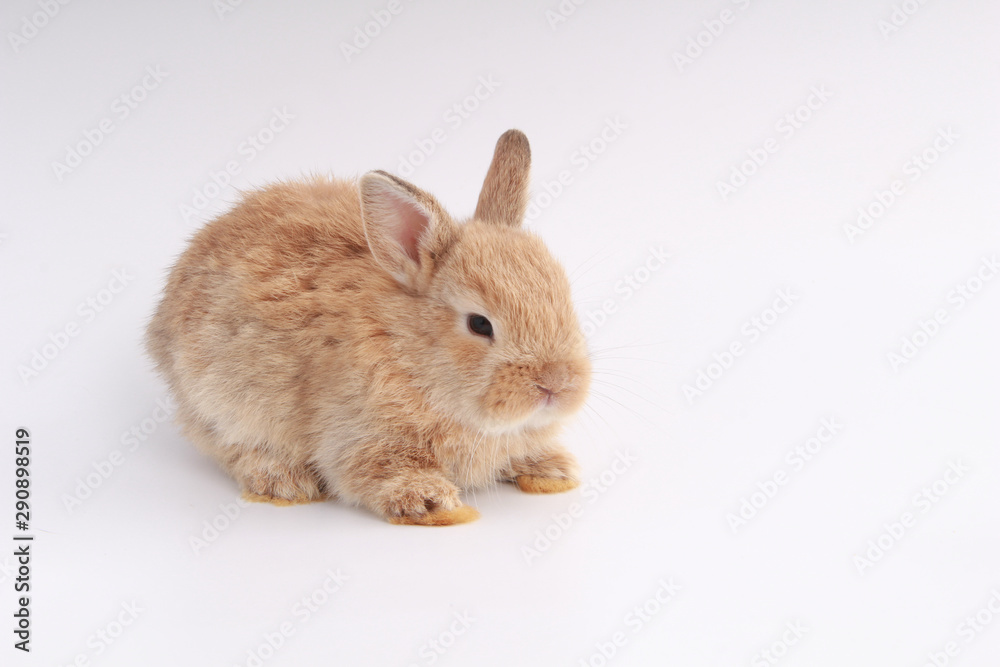 Baby adorable rabbit on white background. Young cute bunny in many action and color. Lovely pet with fluffy hair. Easter brown little baby rabbit.