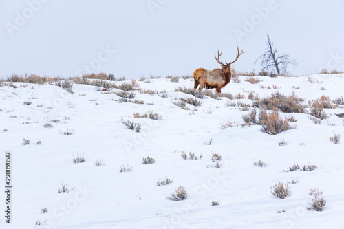 Elk or wapiti (Cervus canadensis), Yellowstone National Park, Wyoming, USA, America photo