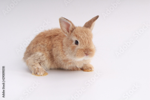 Baby adorable rabbit on white background. Young cute bunny in many action and color. Lovely pet with fluffy hair. Easter brown little baby rabbit. © soultkd