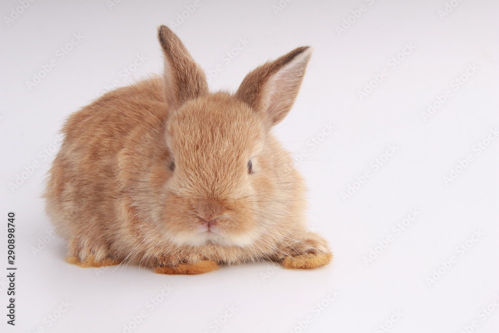 Obraz premium Baby adorable rabbit on white background. Young cute bunny in many action and color. Lovely pet with fluffy hair. Easter brown little baby rabbit.