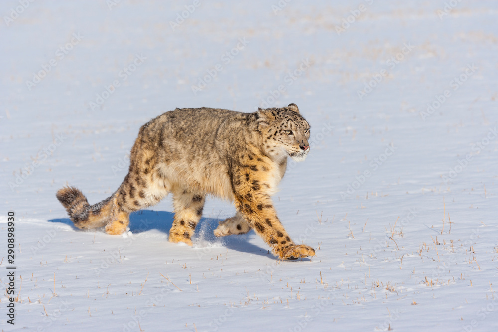 Fotografija Snow leopard (Panthera uncia)