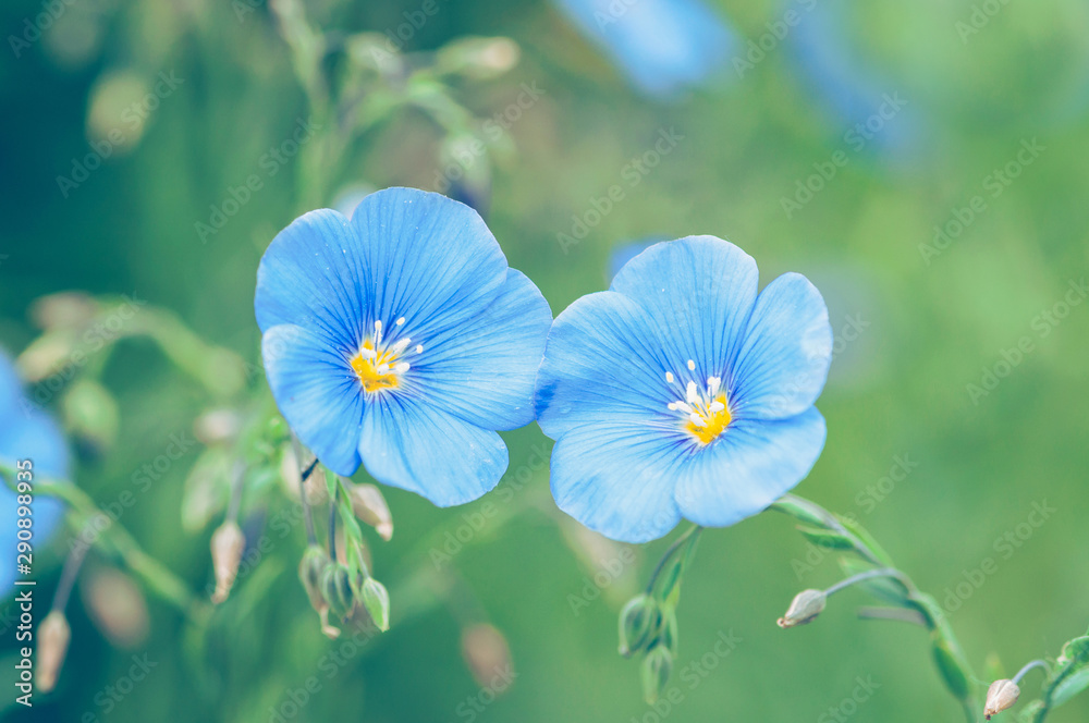 Two blue flax flowers on a green background, Linum usitatissimum - obrazy, fototapety, plakaty 