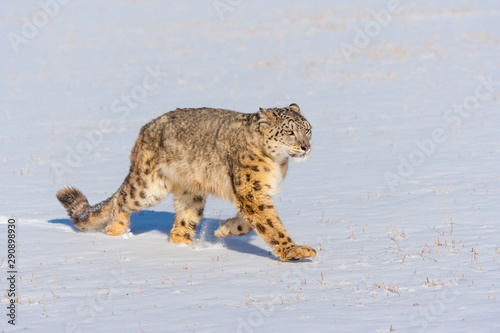 Tableau sur toile Snow leopard (Panthera uncia)