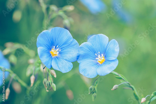 Two blue flax flowers on a green background, Linum usitatissimum photo