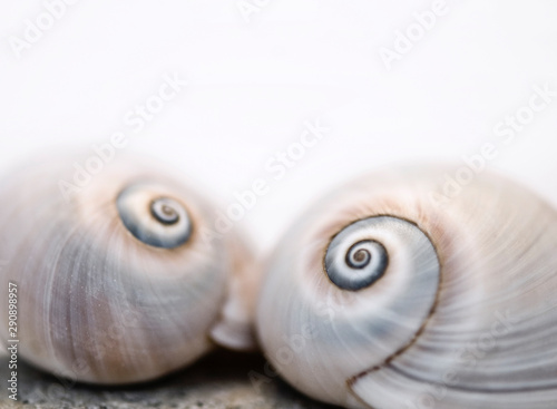 Neverita Duplicata Shark Eye Sea Snail Shell