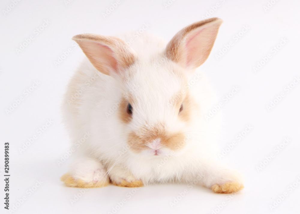 Baby adorable rabbit on white background. Young cute bunny in many action and color. Lovely pet with fluffy hair. Easter has rabbit as symbol celebration. White and brown dot rabbit Baby adorable rabbit on white background. Young cute bunny in many action and color. Lovely pet with fluffy hair. Easter has rabbit as symbol celebration. White and brown dot rabbit