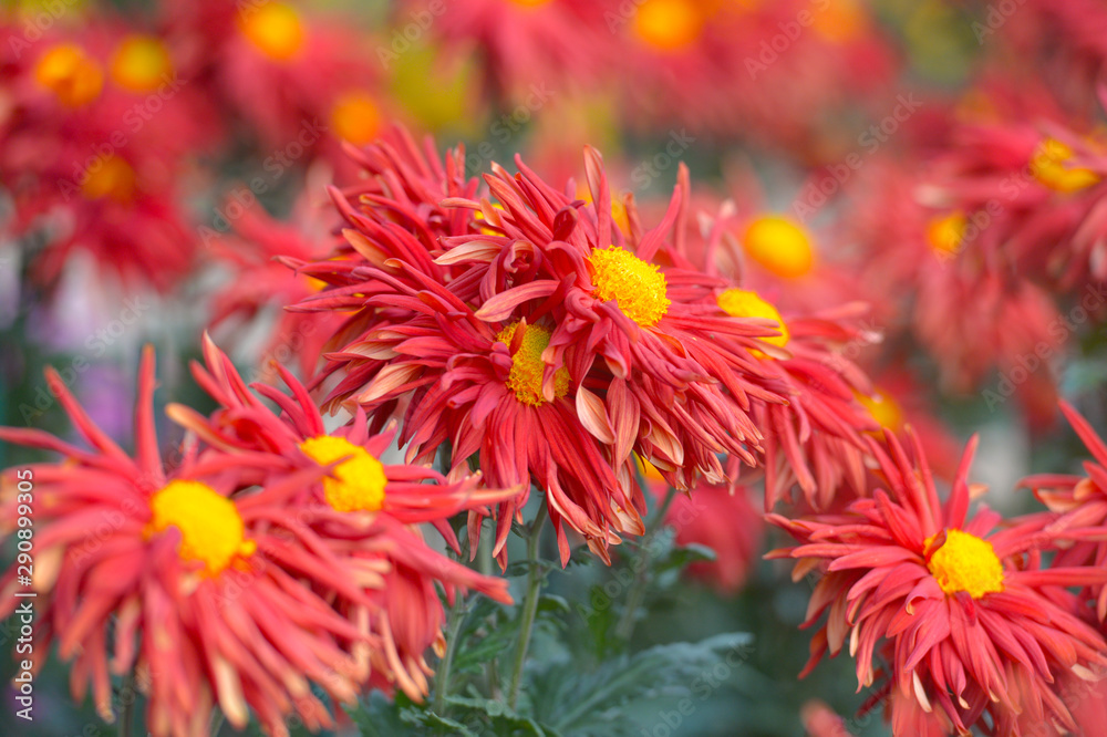 Beautiful Chrysanthemums in garden. Flowers as background picture. Chrysanthemum wallpaper. Japanese style. Autumn garden of chrysanthemums. Beautiful Chrysanthemums in garden. Flowers as background picture. Chrysanthemum wallpaper. Japanese style. Autumn garden of chrysanthemums.
