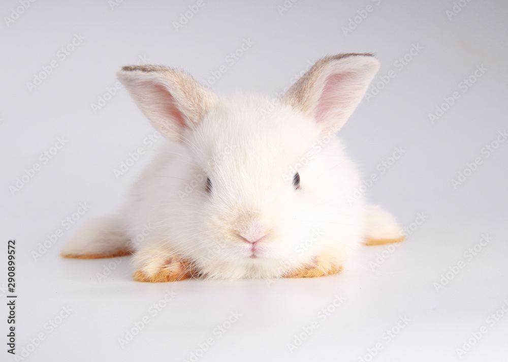 Obraz premium Baby adorable rabbit on white background. Young cute bunny in many action and color. Lovely pet with fluffy hair. Easter has rabbit as symbol celebration. Creamy white pink rabbit