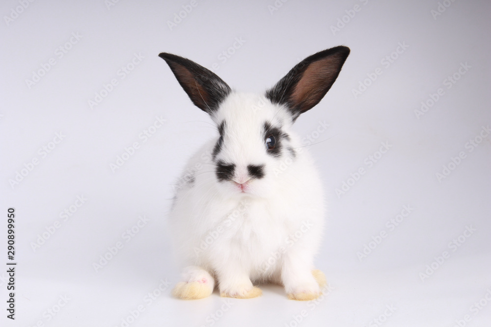 Baby adorable rabbit on white background. Young cute bunny in many action and color. Lovely pet with fluffy hair. Easter has rabbit as symbol celebration. Baby adorable rabbit on white background. Young cute bunny in many action and color. Lovely pet with fluffy hair. Easter has rabbit as symbol celebration.