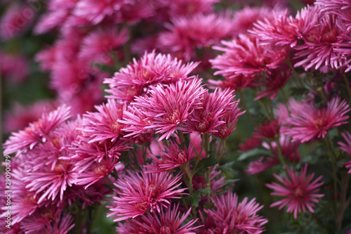 Beautiful Chrysanthemums in garden. Flowers as background picture. Chrysanthemum wallpaper. Japanese style. Autumn garden of chrysanthemums.