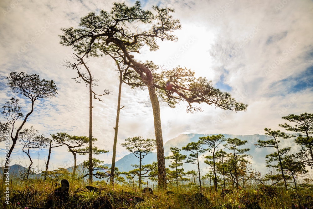 Obraz premium Beautiful morning fog and sunbeams in the pine forest