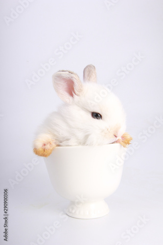 Baby adorable rabbit on white background. Young cute bunny in many action and color. Lovely pet with fluffy hair. Easter has rabbit as symbol celebration. © soultkd