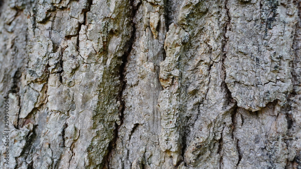 Tree bark texture and pattern. Extraordinary background.