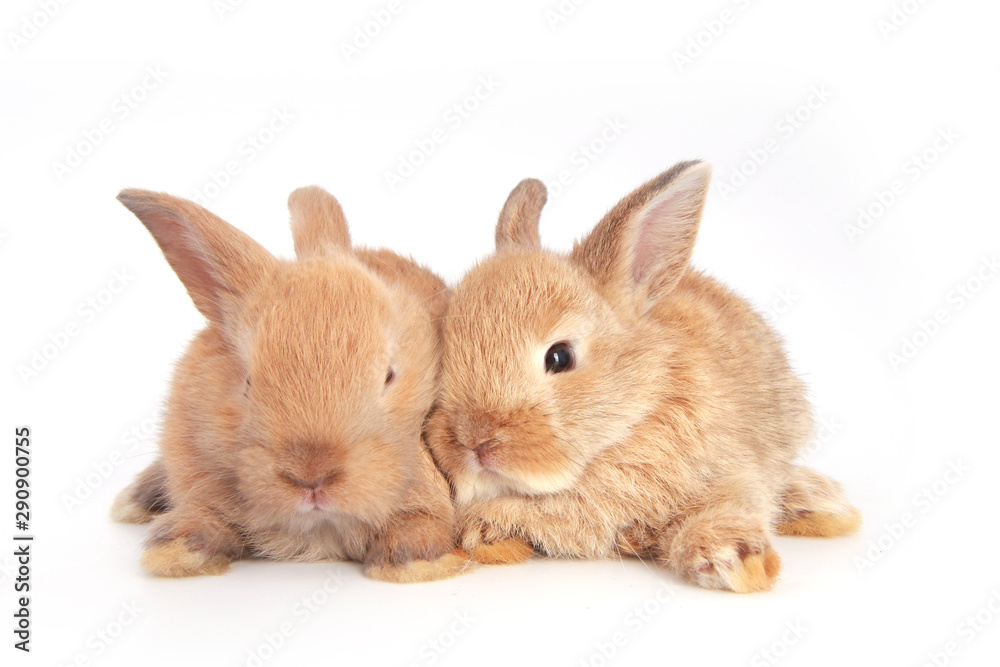 Obraz premium Baby adorable rabbit on white background. Young cute bunny in many action and color. Lovely pet with fluffy hair. Easter brown lovely small rabbit as twin