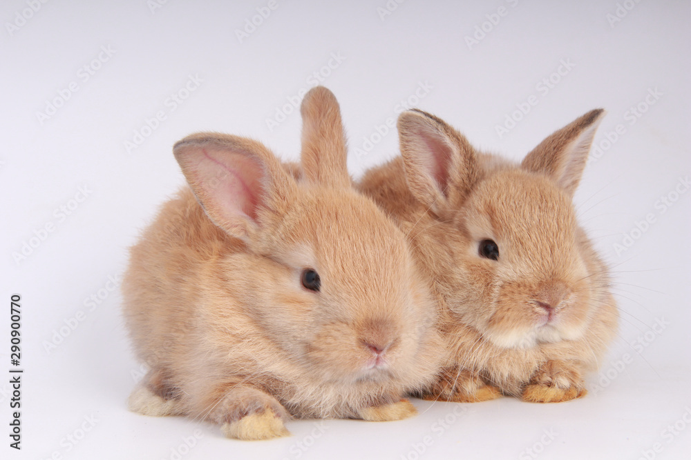 Baby adorable rabbit on white background. Young cute bunny in many action and color. Lovely pet with fluffy hair. Easter brown lovely small rabbit as twin