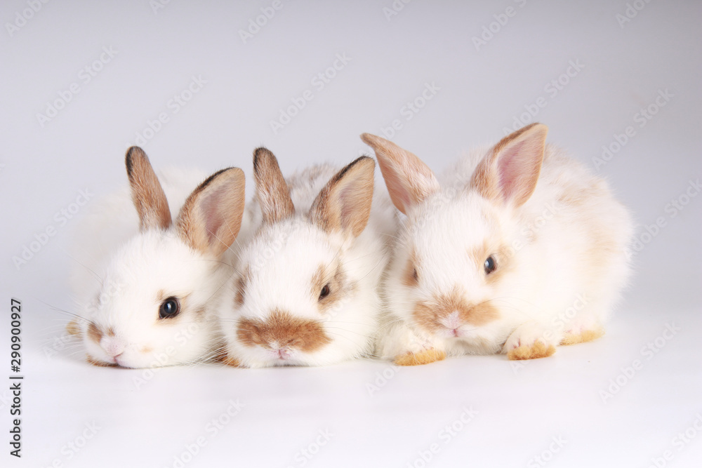 Baby adorable rabbit on white background. Young cute bunny in many