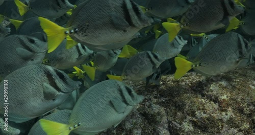 School of Cortez rainbow wrasse and Yellowtail surgeonfish on the reefs of the sea of cortez, Mexico. photo